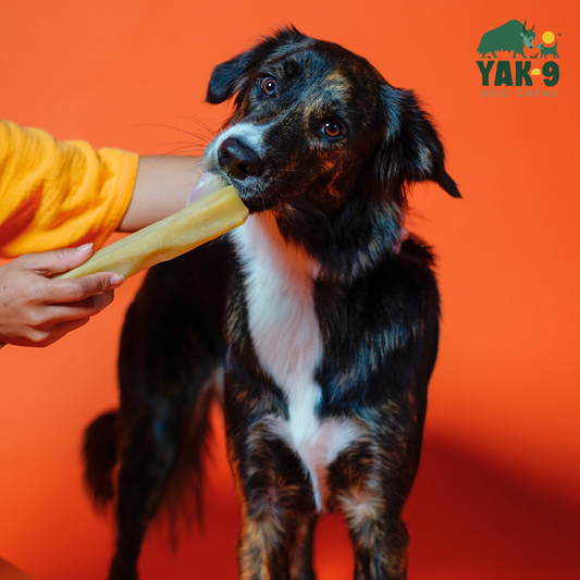 Yak9 - Pumpkin Cheese Chews for Dogs