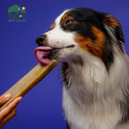 YAK9 Chews -  Blueberry Cheese Chews for Dogs