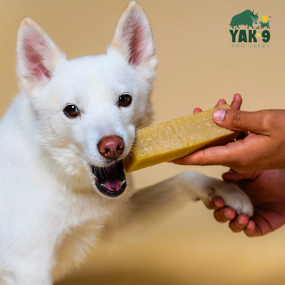 YAK9 Chews - Coconut Cheese Chews for Dogs