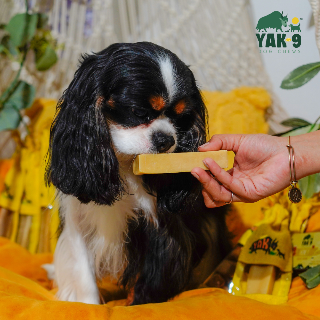 YAK9 Chews - Honey Cheese Chews for Dogs