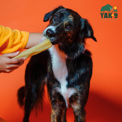 YAK9 Chews - Pumpkin Cheese Chews for Dogs