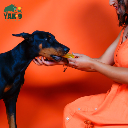 YAK9 Chews - Turmeric Cheese Chews for Dogs