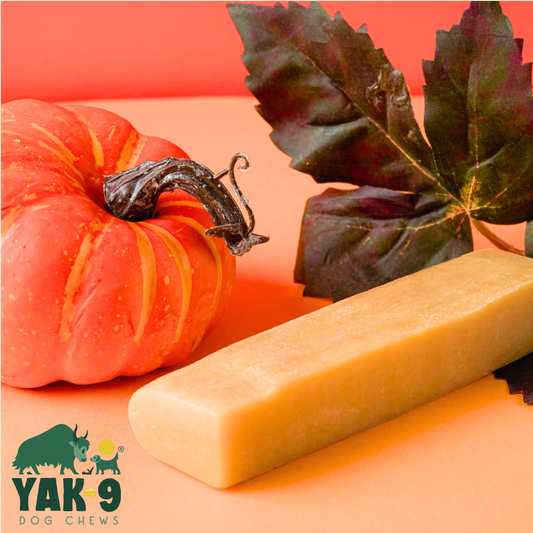 Multipack - Single Flavored Pumpkin Yak Cheese Chews